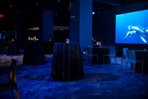 Mr. Hospitality | Digital Ocean Holiday Party, National Geographic, Odyssey Encounter