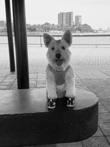 NUBE - CHIEF OF PAWPERATIONS